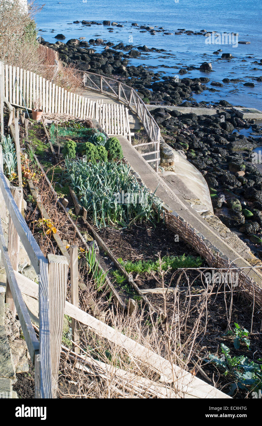 A terrazze giardino vegetale al di sopra del mare a Runswick Bay, North Yorkshire, Inghilterra, Regno Unito Foto Stock