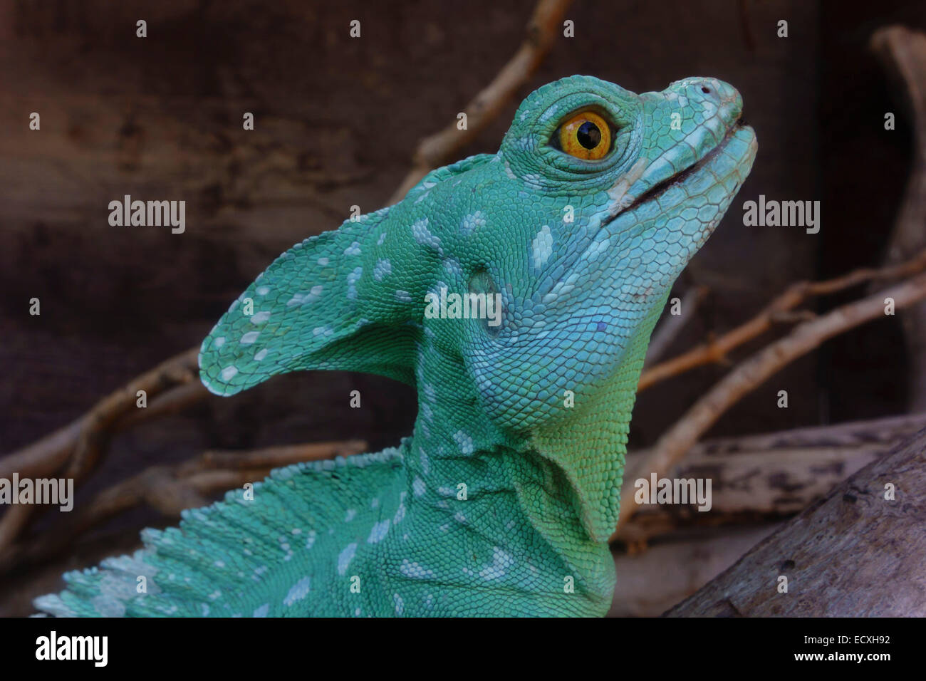 Gran Canaria - Parque Cocodrilos, coccodrillo e animal rescue center zoo. Ramarro. Foto Stock