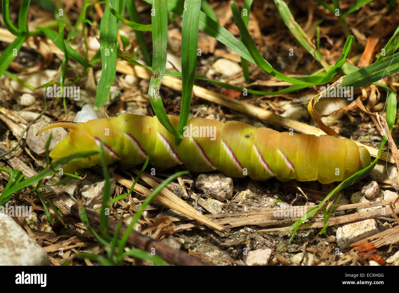 Un grande verde e giallo caterpillar a terra, probabilmente un sphynx moth butterfly Foto Stock