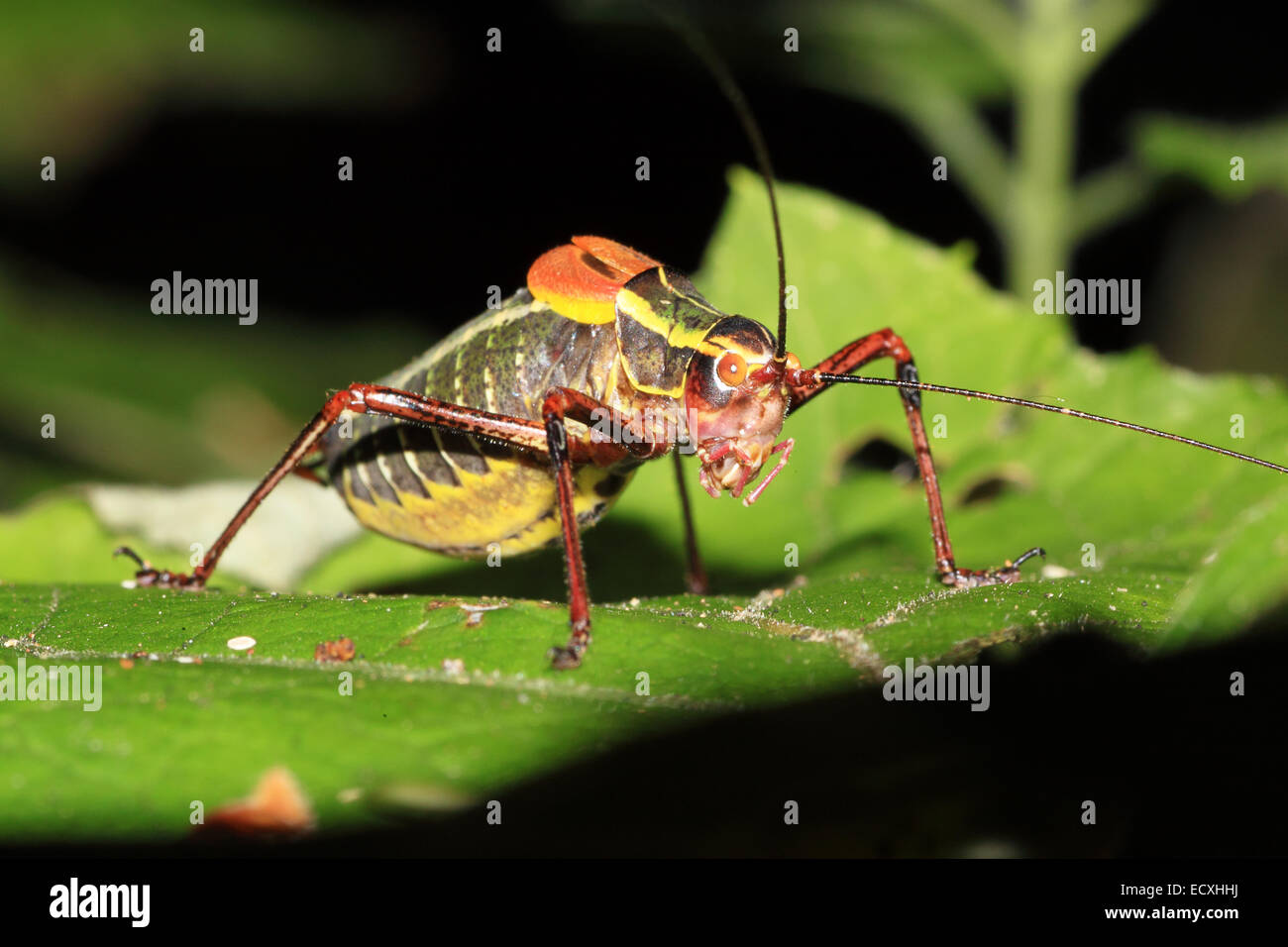 Un colorato cricket in appoggio su una foglia Foto Stock