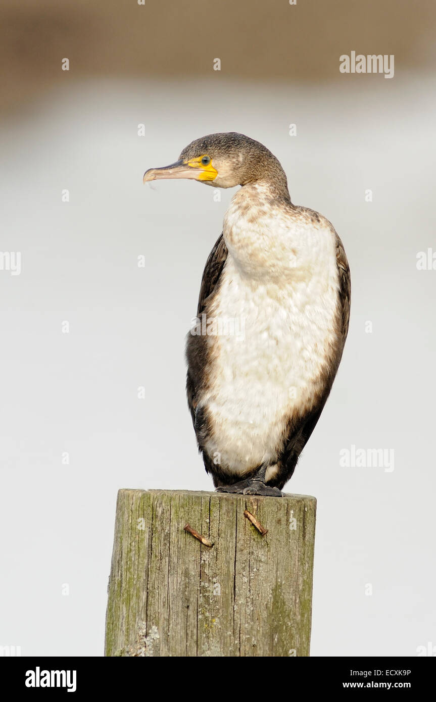Verticale ritratto di Giovane cormorano phalacrocorax carbo sinensis, Phalacrocorax carbo, appollaiato su un palo di legno. Foto Stock