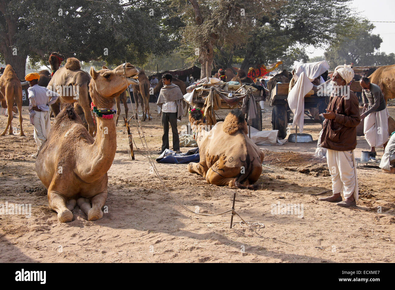 I cammelli per la vendita alla Fiera di Nagaur, Rajasthan, India Foto Stock