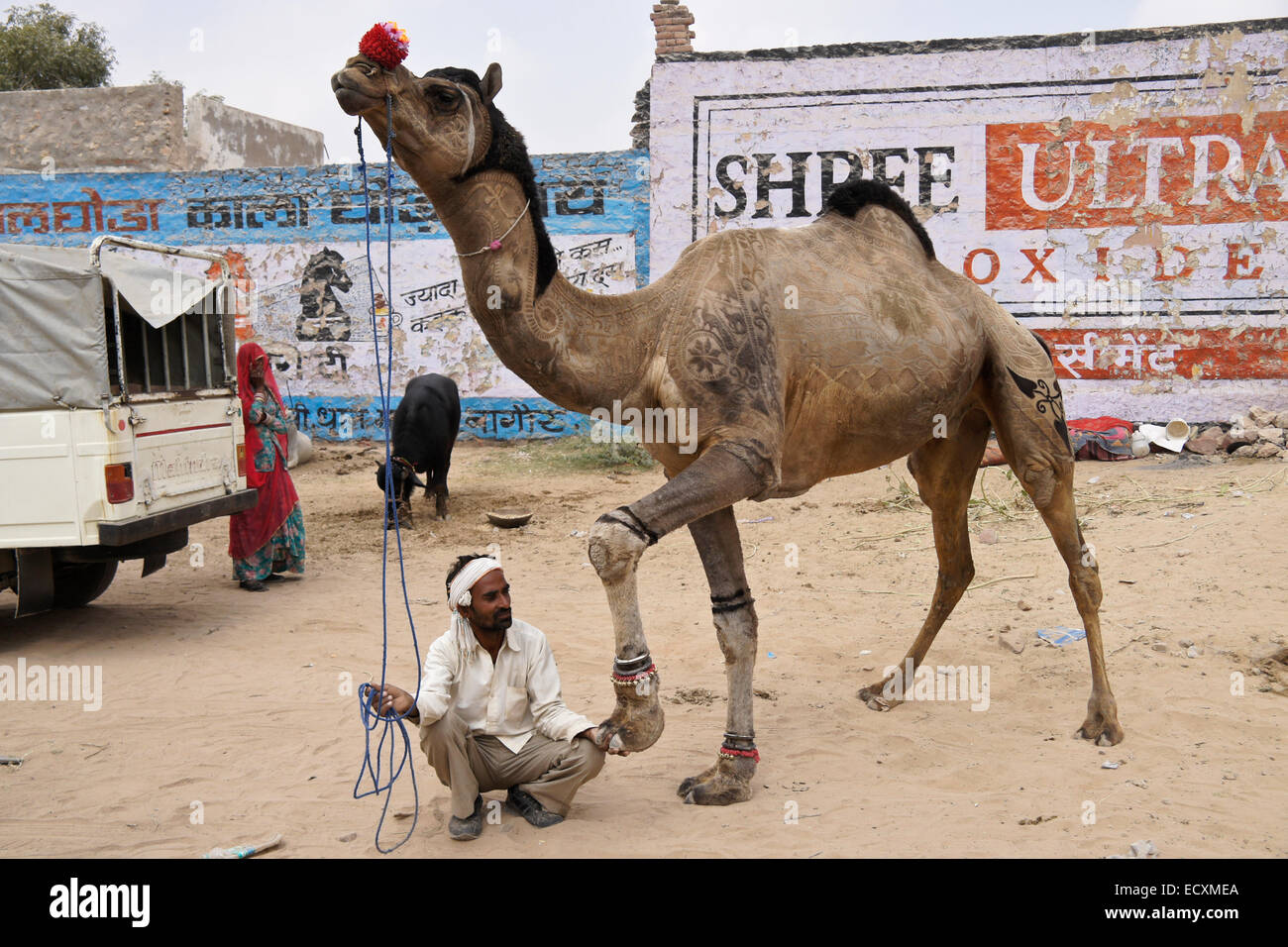 Decorate dancing cammello, Nagaur Fair, Rajasthan, India Foto Stock