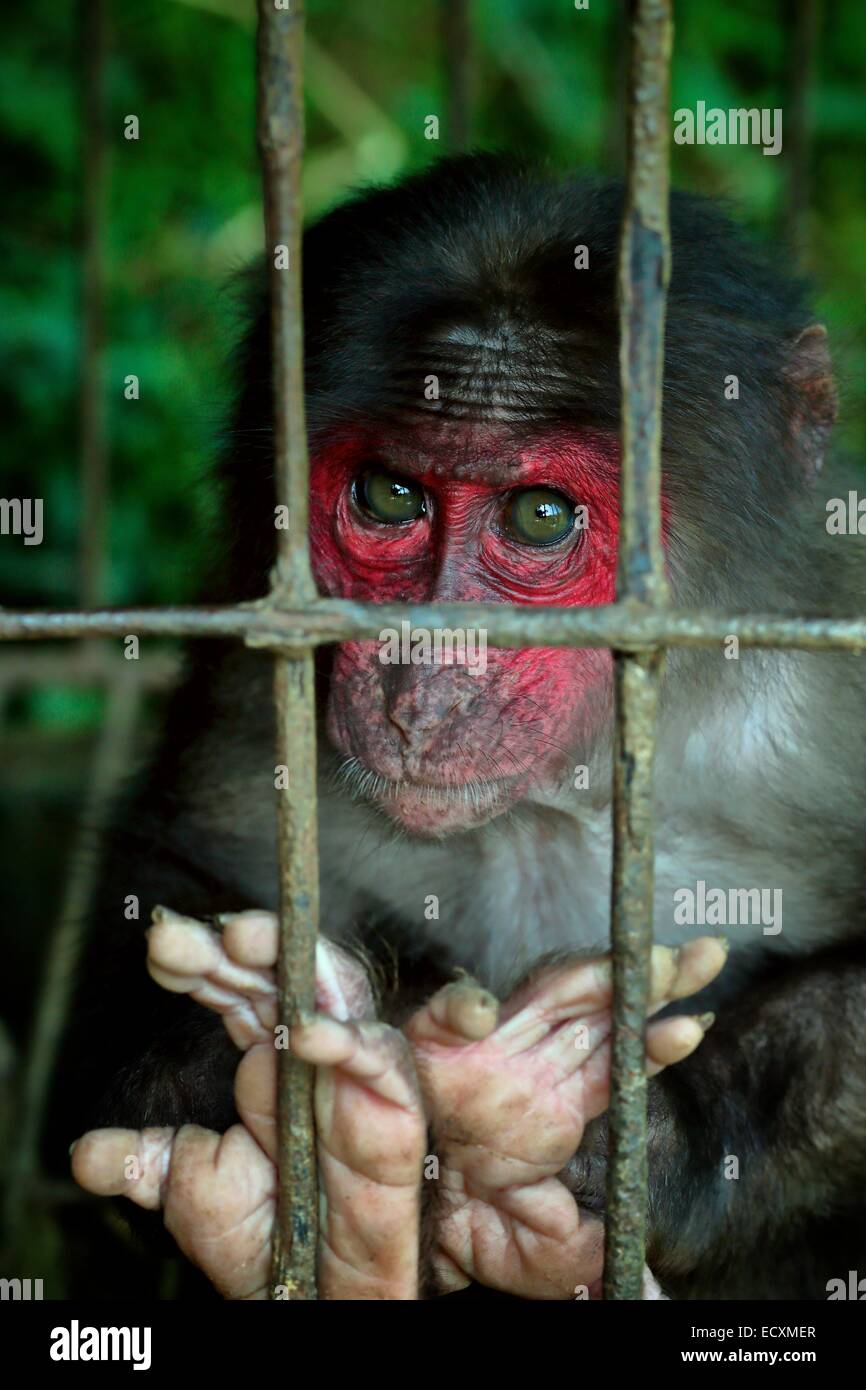 La regione della scimmia Sapa in gabbia del Vietnam. Catturato per profitto da un'altra sede rimane bloccato perché un acquirente non è stato trovato Foto Stock