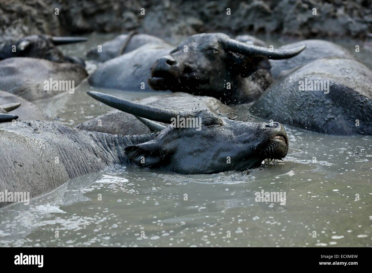 Un gruppo di bufali d'acqua asiatici raffreddarsi rimuovere i parassiti deglutendo in acqua, Sapa, Vietnam Foto Stock