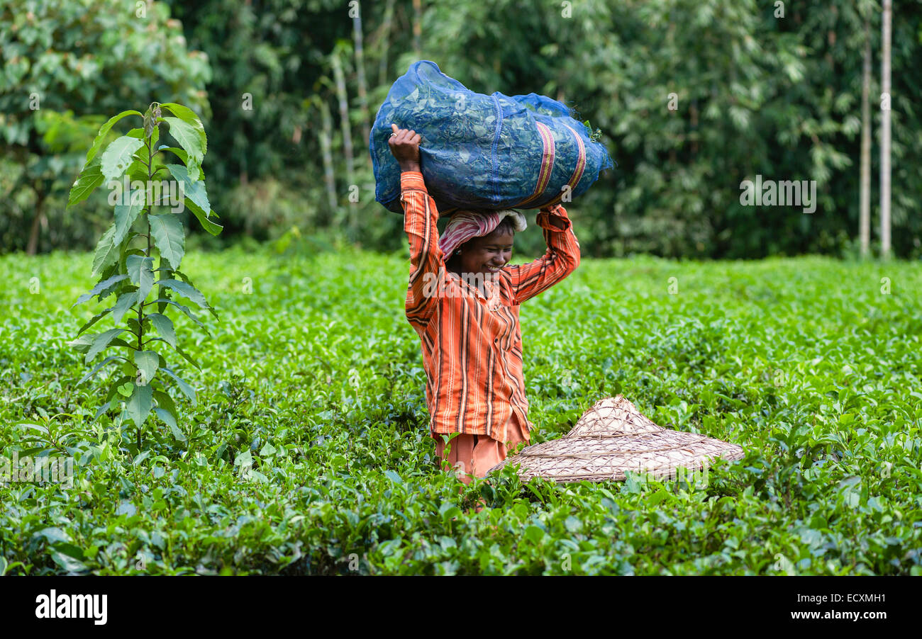 Un tea-leaf harvester gode del momento di umorismo come ella ha raccolto un sacco di foglie in una piantagione di tè in Assam, Foto Stock