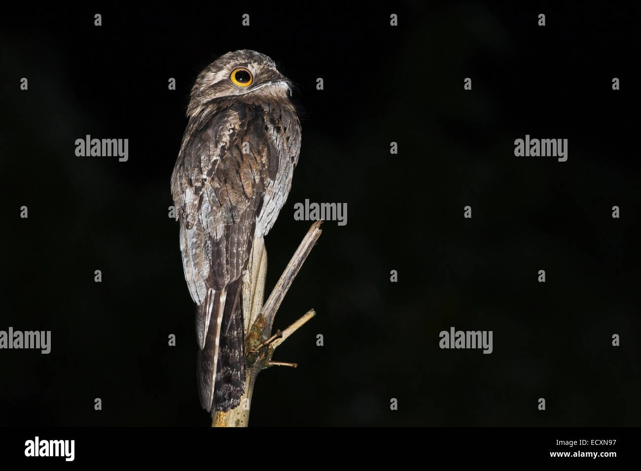 Comune (potoo Nyctibius griseus) singolo adulto in appoggio sul pesce persico di notte, Tobago Foto Stock