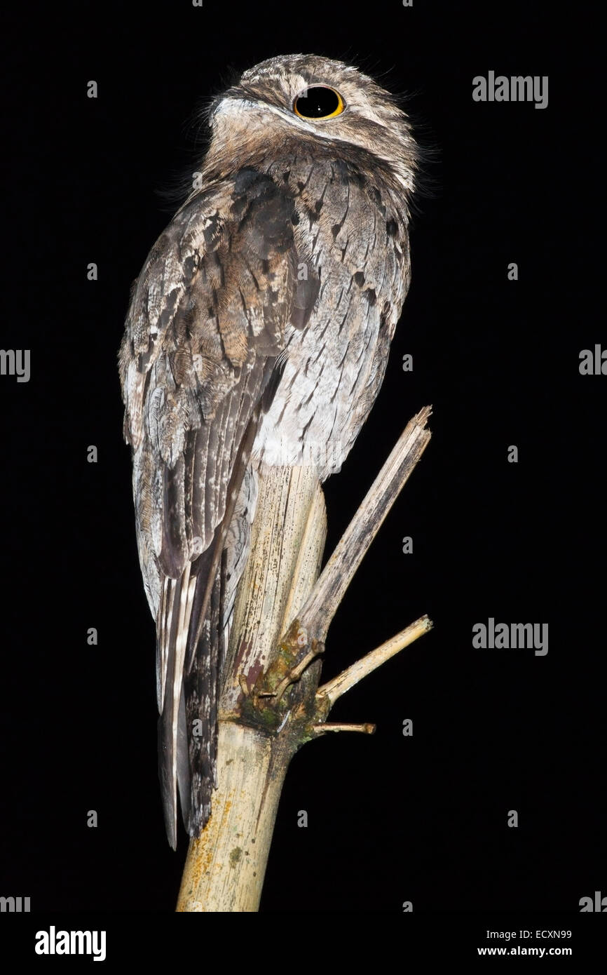 Comune (potoo Nyctibius griseus) singolo adulto in appoggio sul pesce persico di notte, Tobago Foto Stock