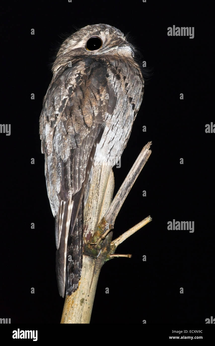 Comune (potoo Nyctibius griseus) singolo adulto in appoggio sul pesce persico di notte, Tobago Foto Stock