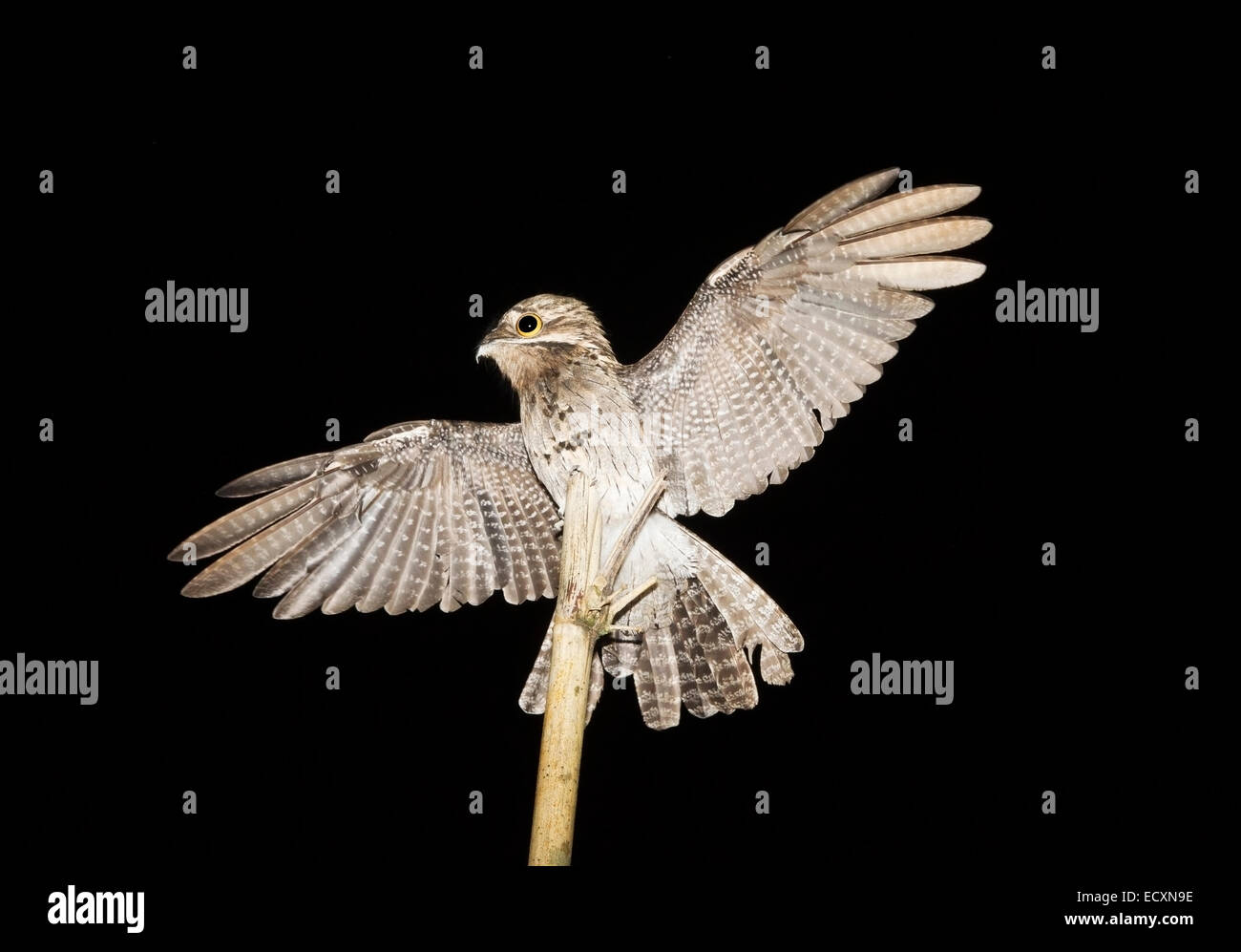 Comune (potoo Nyctibius griseus) singolo adulto in volo e atterraggio sul pesce persico di notte, Tobago Foto Stock