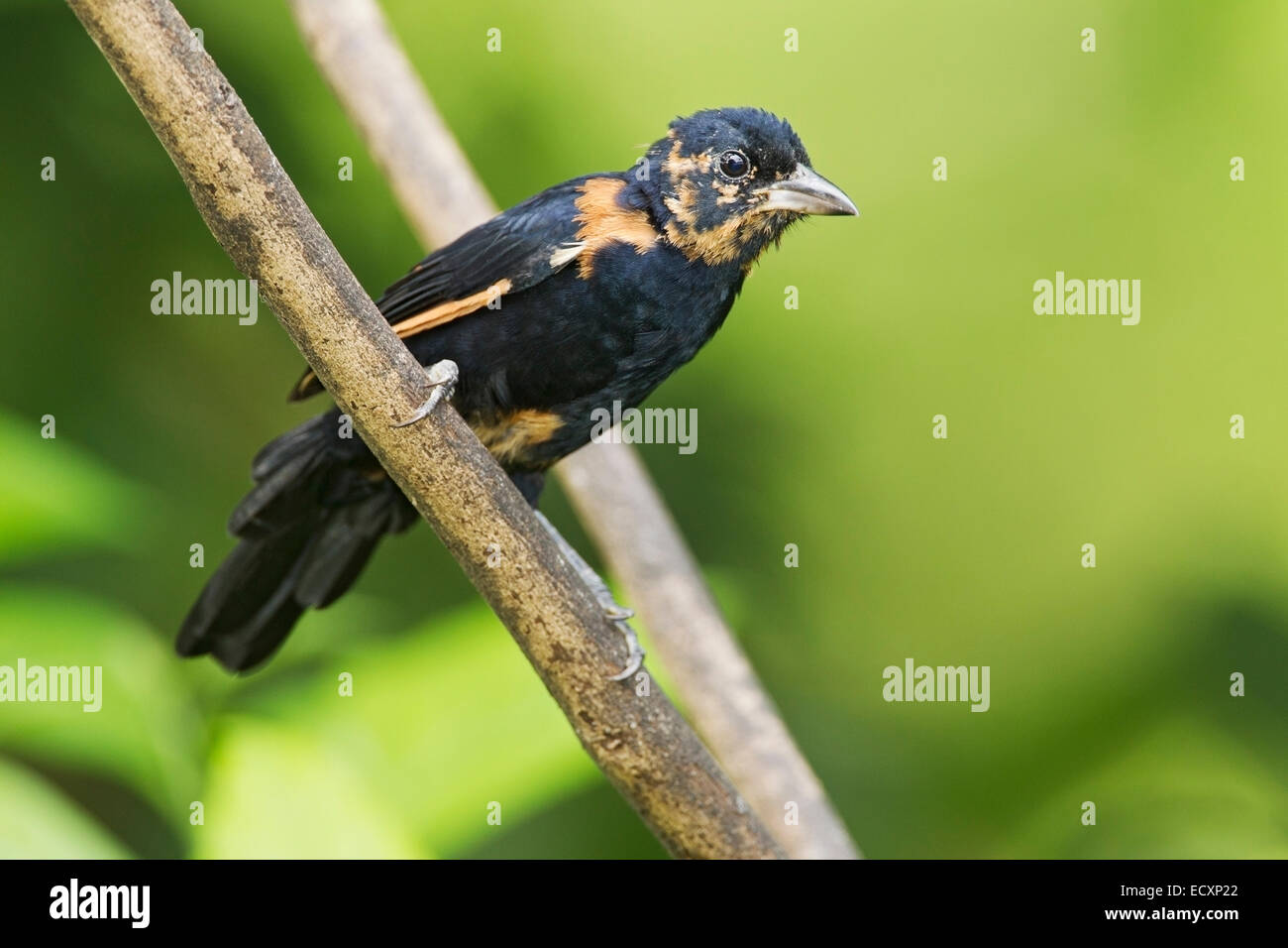 Bianco-rivestita tanager (Tachyphonus rufus) singolo bambino maschio appollaiato sul ramo di albero, Trinidad, Novembre 2014 Foto Stock