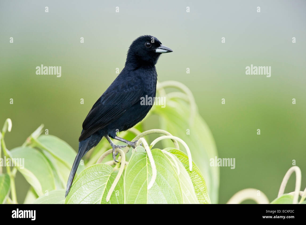 Bianco-rivestita tanager (Tachyphonus rufus) maschio singolo appollaiato sul ramo di albero, Trinidad, Novembre 2014 Foto Stock