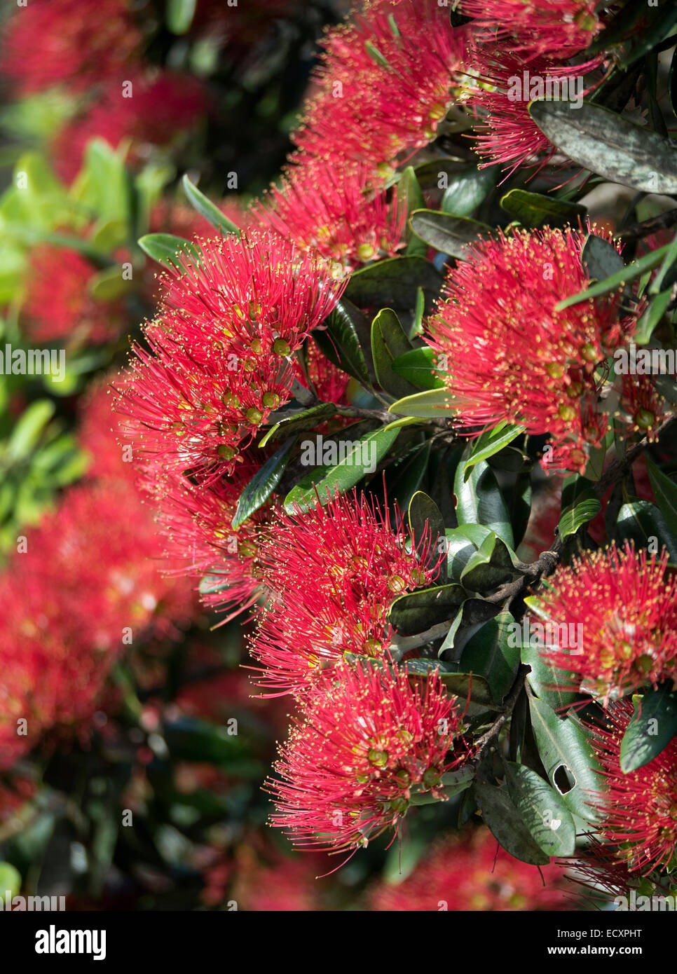 Fioritura Pohutukawa albero alla foce del fiume Puhoi, Wenderholm Parco Regionale, Auckland, Nuova Zelanda Foto Stock