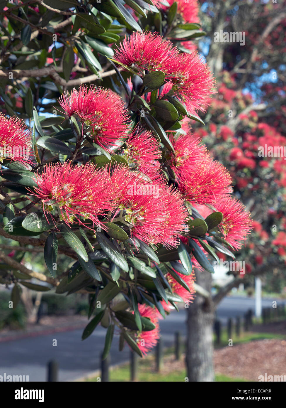 Fioritura Pohutukawa albero alla foce del fiume Puhoi, Wenderholm Parco Regionale, Auckland, Nuova Zelanda Foto Stock