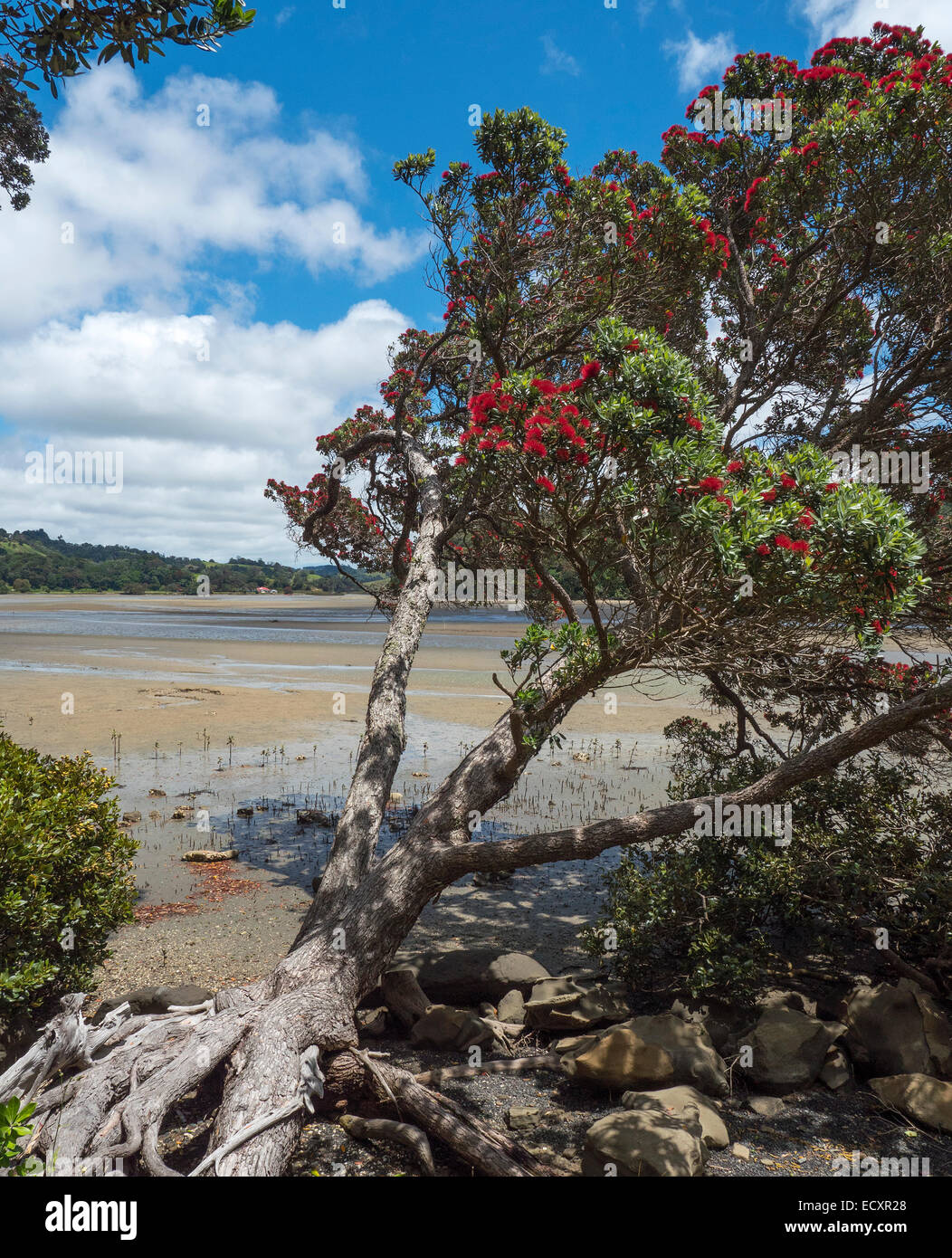 Fioritura Pohutukawa albero alla foce del fiume Puhoi, Wenderholm Parco Regionale, Auckland, Nuova Zelanda Foto Stock
