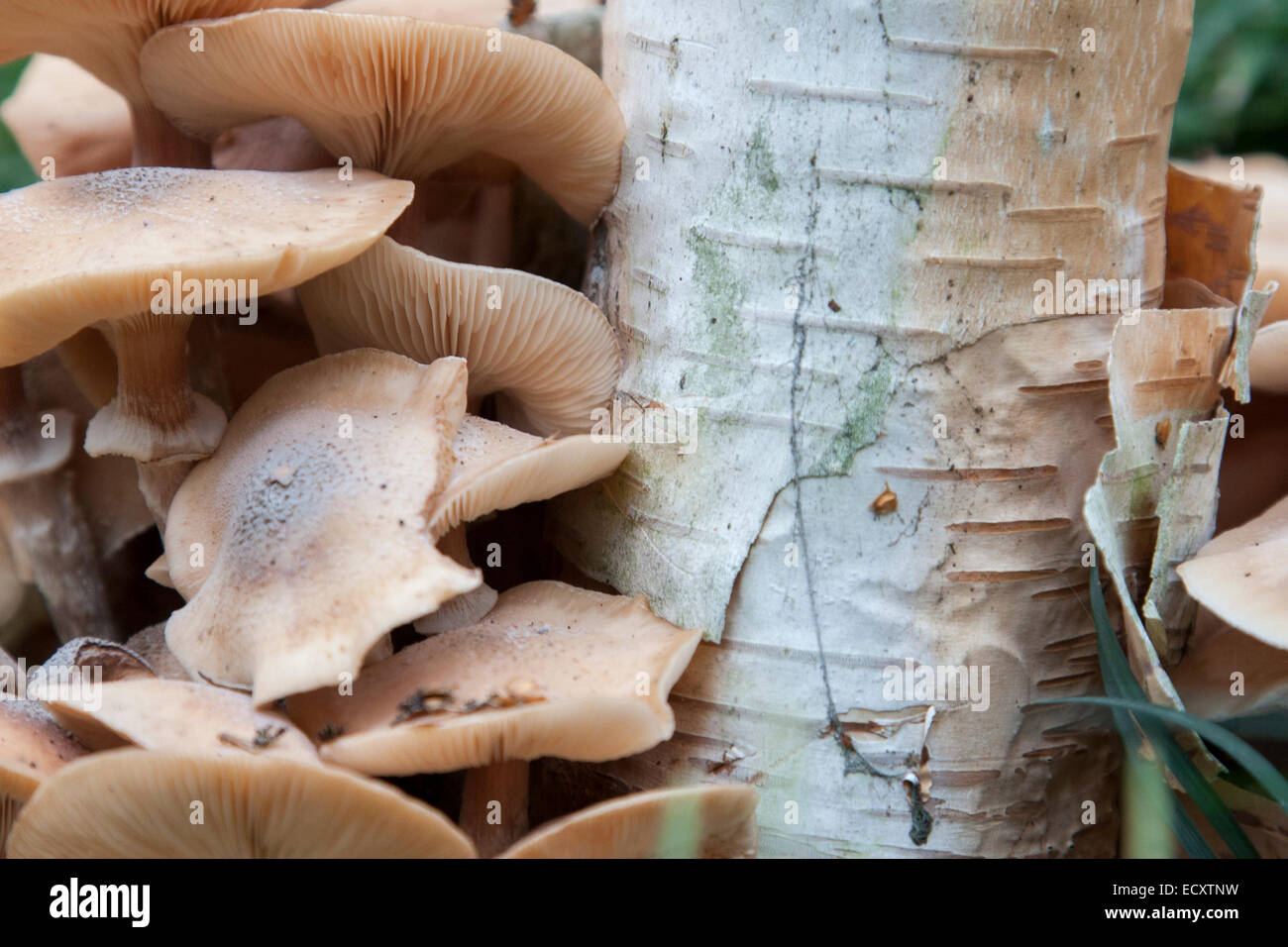 Funghi alla base di una betulla dopo una pioggia pesante. Foto Stock