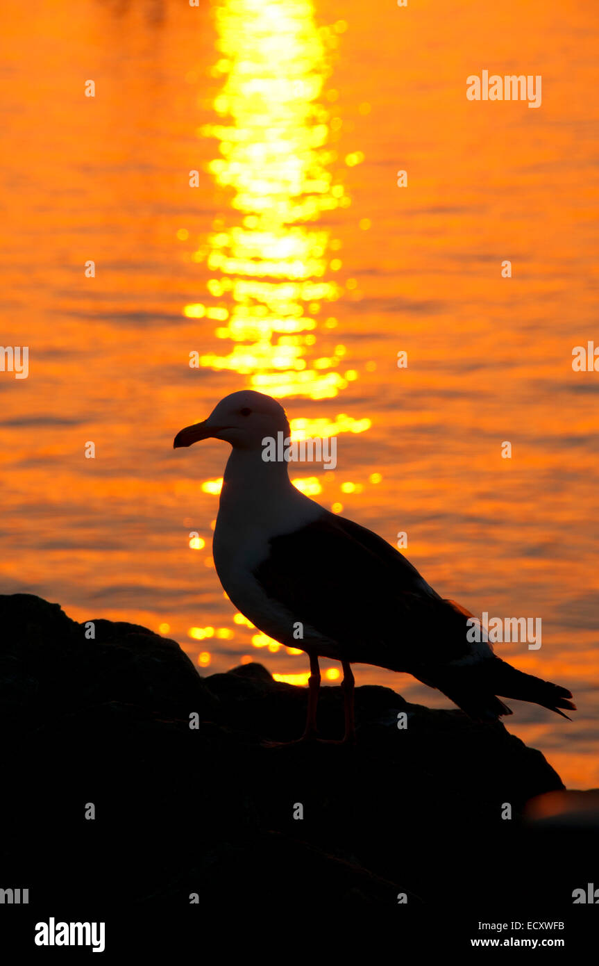 Gull sunrise, Shelter Island, San Diego, California Foto Stock
