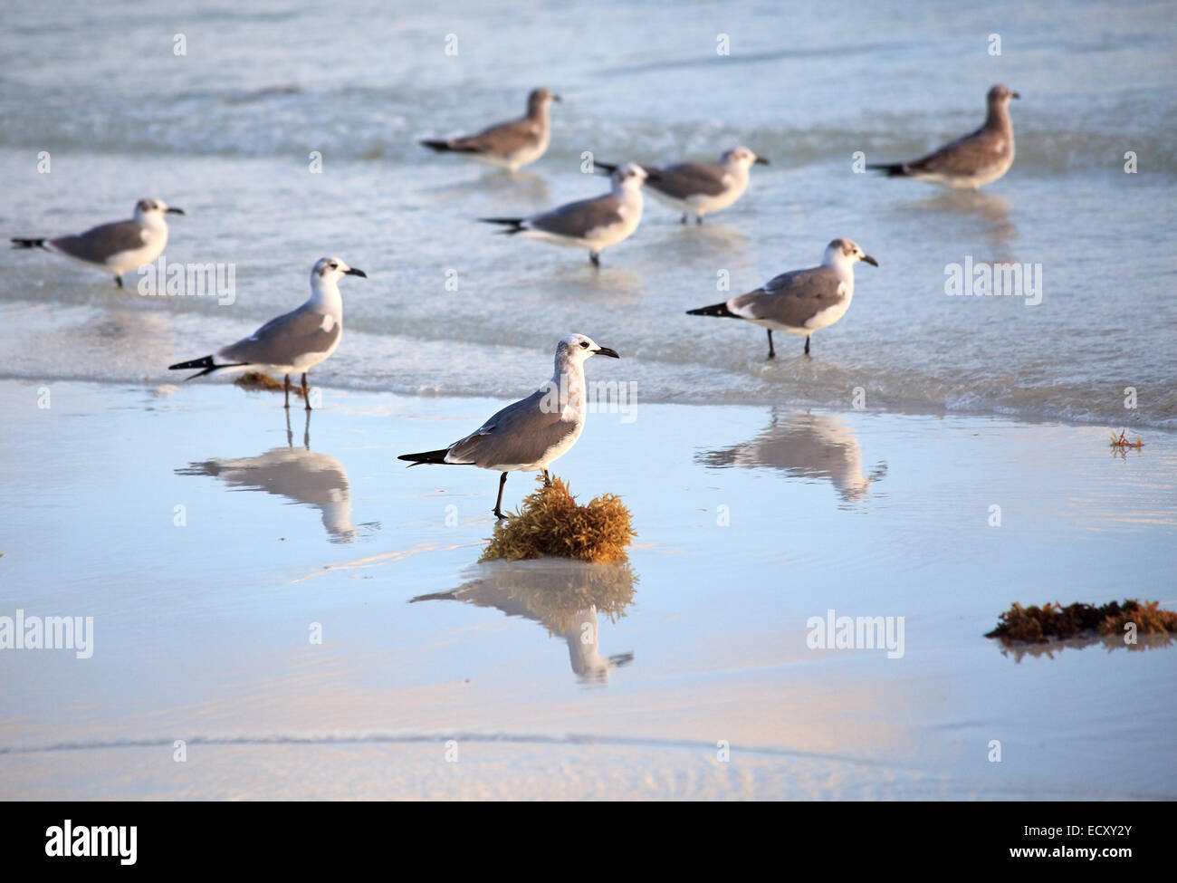 Grande nero-backed Gull Foto Stock