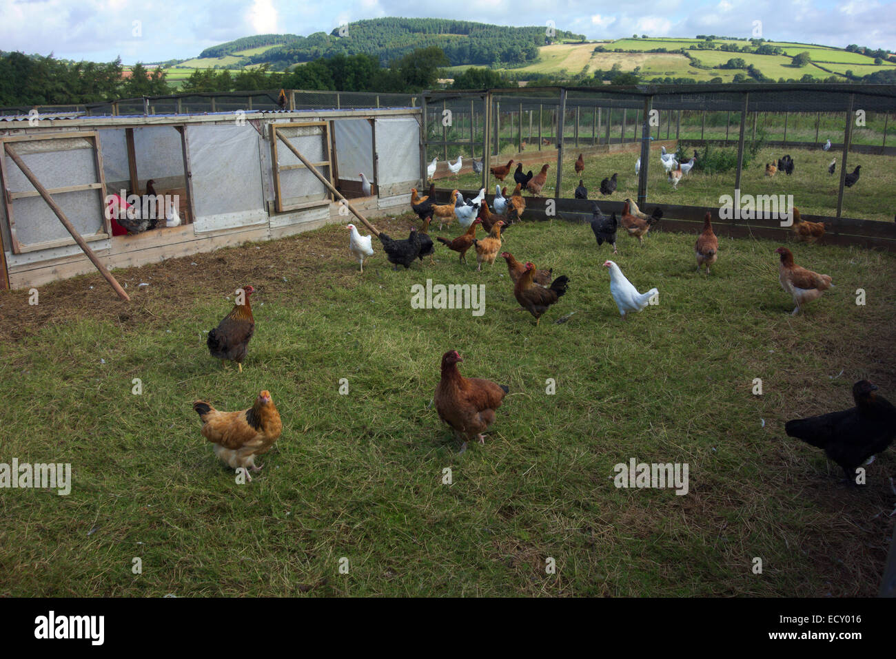 Piccolo allevamento di pollame con unità al di fuori di penne - Brendon Hills Somerset Foto Stock