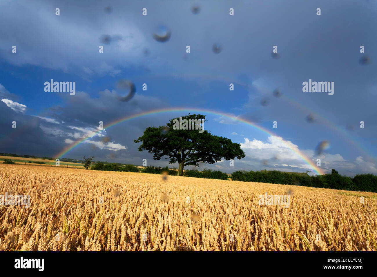 Doppio arcobaleno in un campo in Cambridgeshire. Foto Stock
