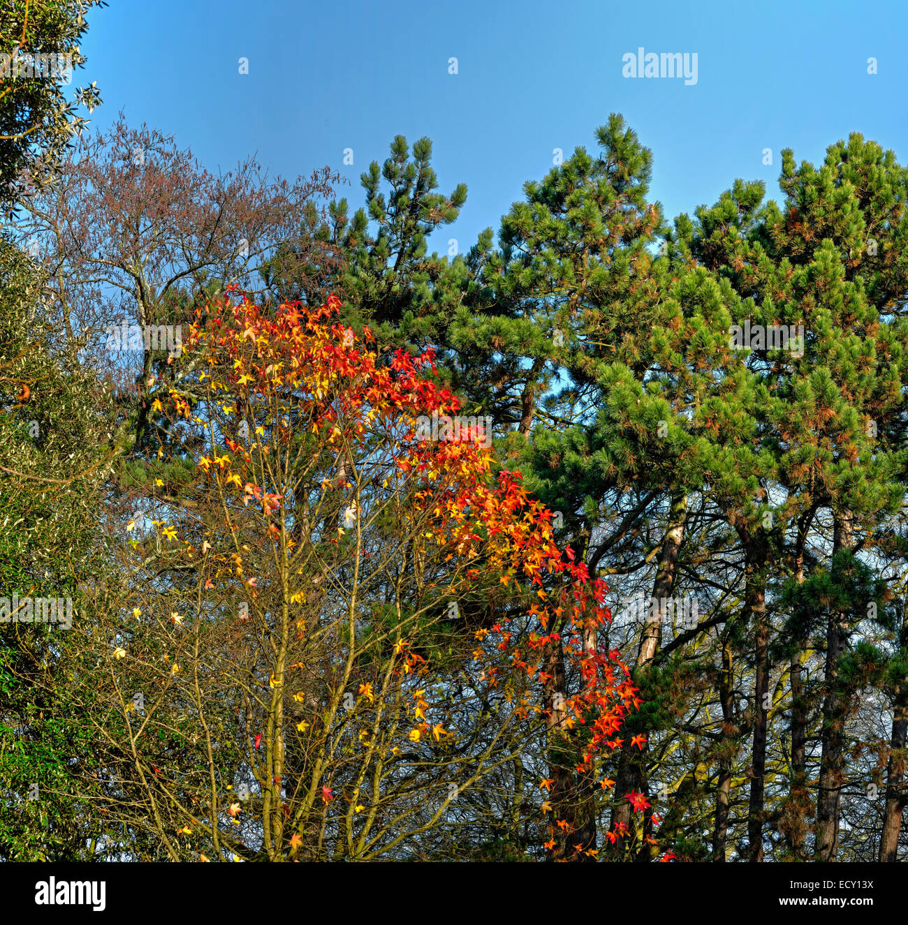 Tree Tops e gli ultimi colori colori dell autunno / Autunno Foto Stock