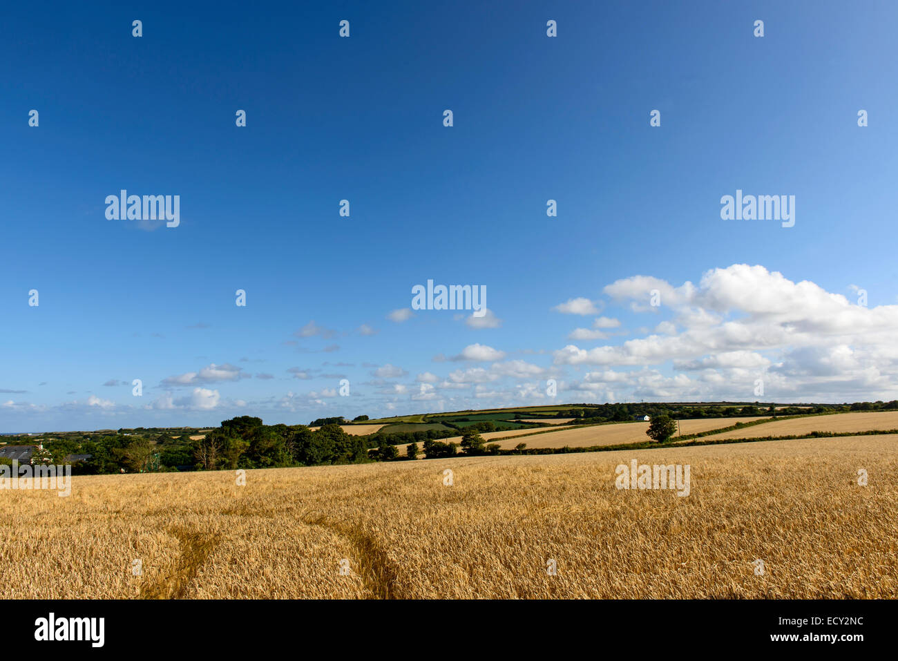 Paesaggio con radure di ripe la coltivazione del grano in paese collinoso, girato in estate luce brillante Foto Stock