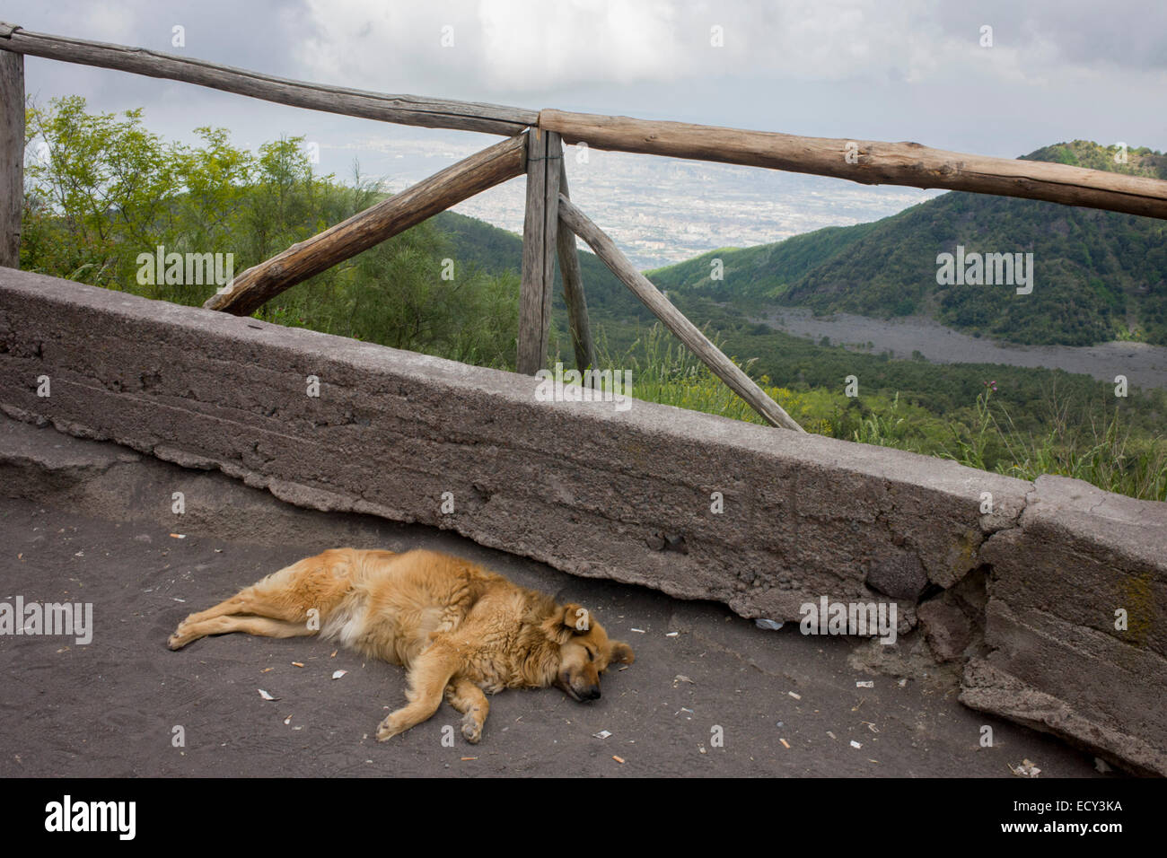 Cane dorme sulla lava la massa di polvere sulle pendici del Vesuvio. Foto Stock