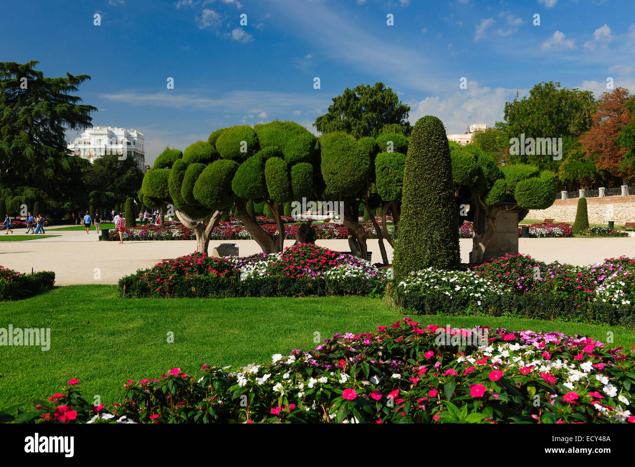 Parque del Retiro con cipressi mediterranei (Cupressum sempervirens), Madrid, Spagna Foto Stock