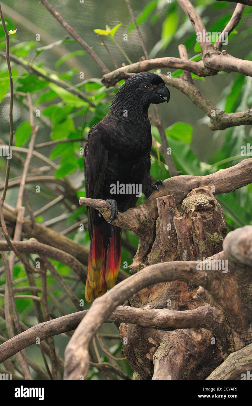 Lory nero (Chalcopsitta atra), pappagalli, Nuova Guinea Foto Stock