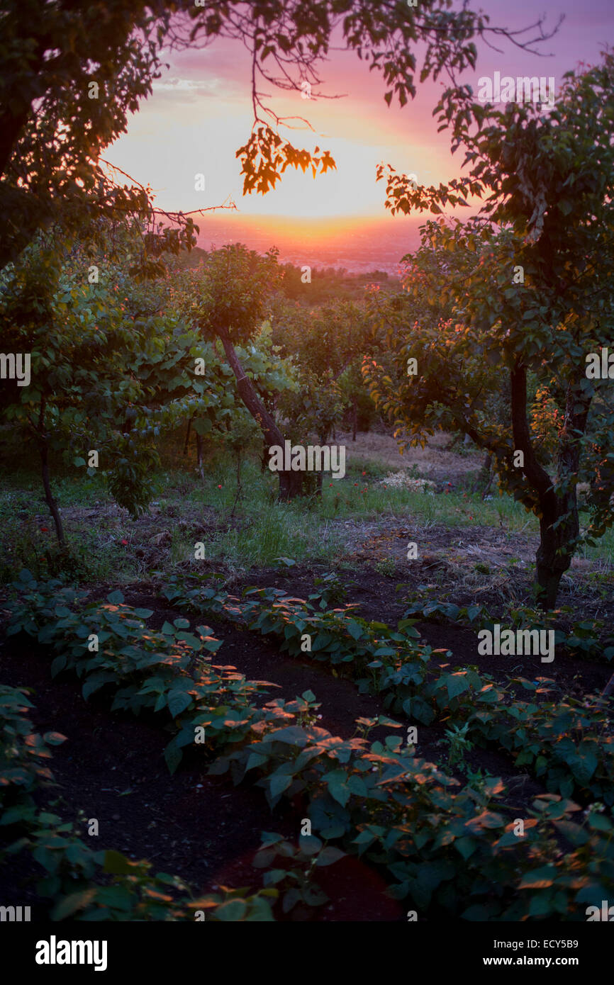 Rami pesanti con albicocche, uva, limoni e prugne si tingono di rosa con il sole di setting su terreni di proprietà di (vedi descrizione) .. Foto Stock
