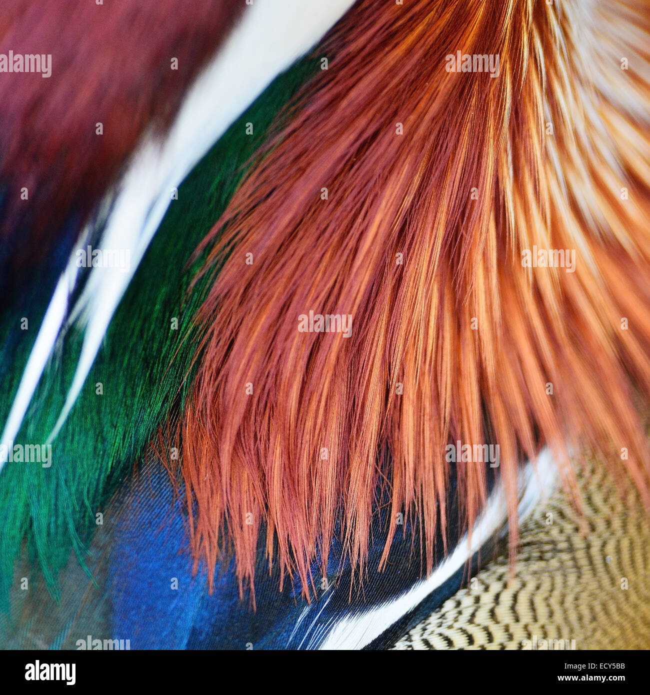Colorato Mandarin Duck piume, texture di sfondo astratto Foto Stock