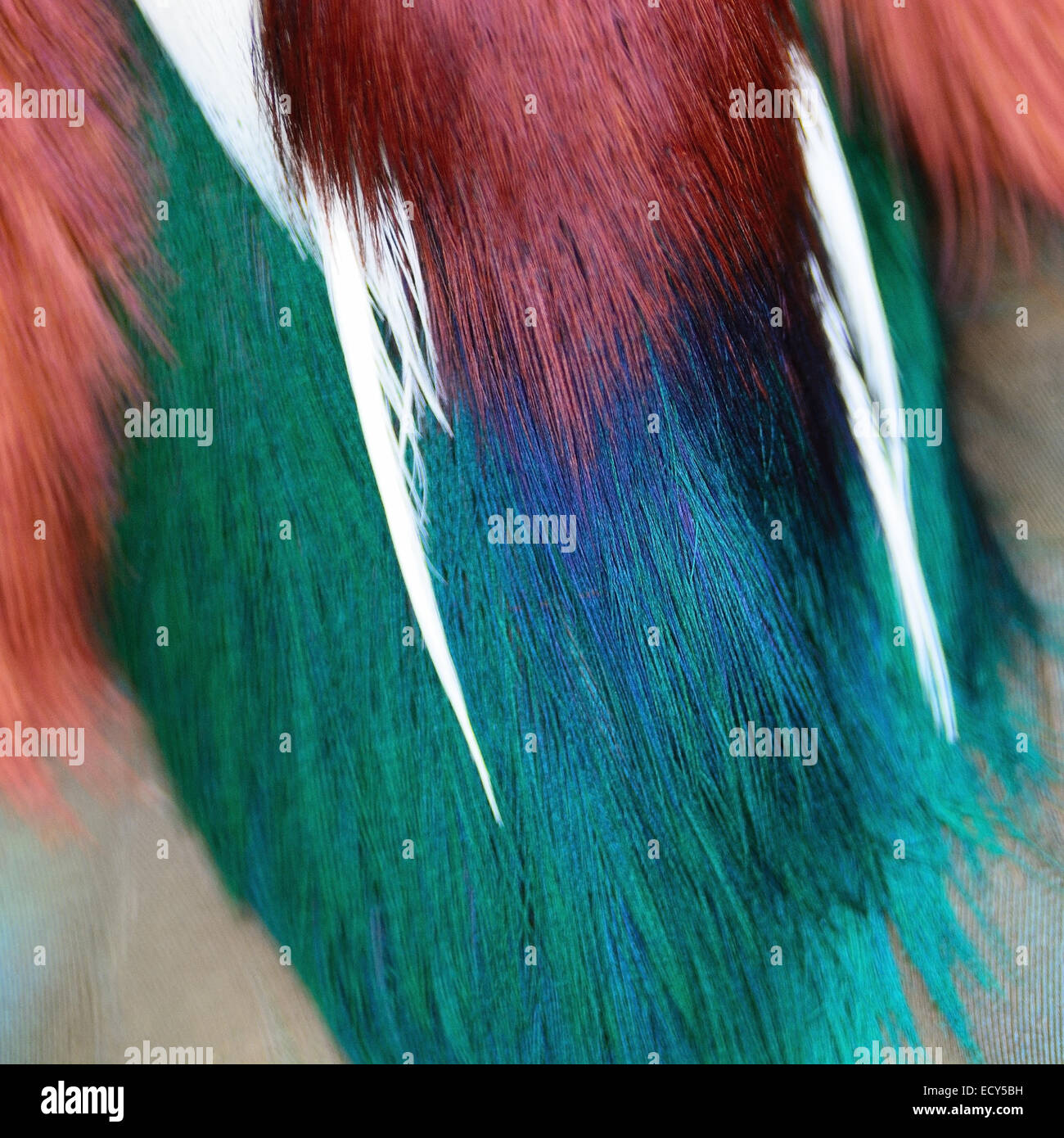 Colorato Mandarin Duck piume, texture di sfondo astratto Foto Stock