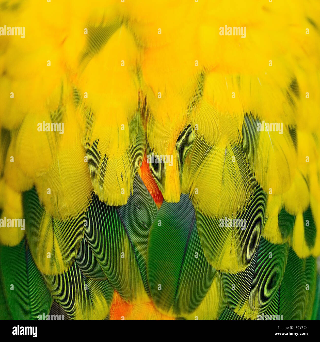 Colorate piume di uccelli, Sun Conure piume texture astratta di sfondo Foto Stock