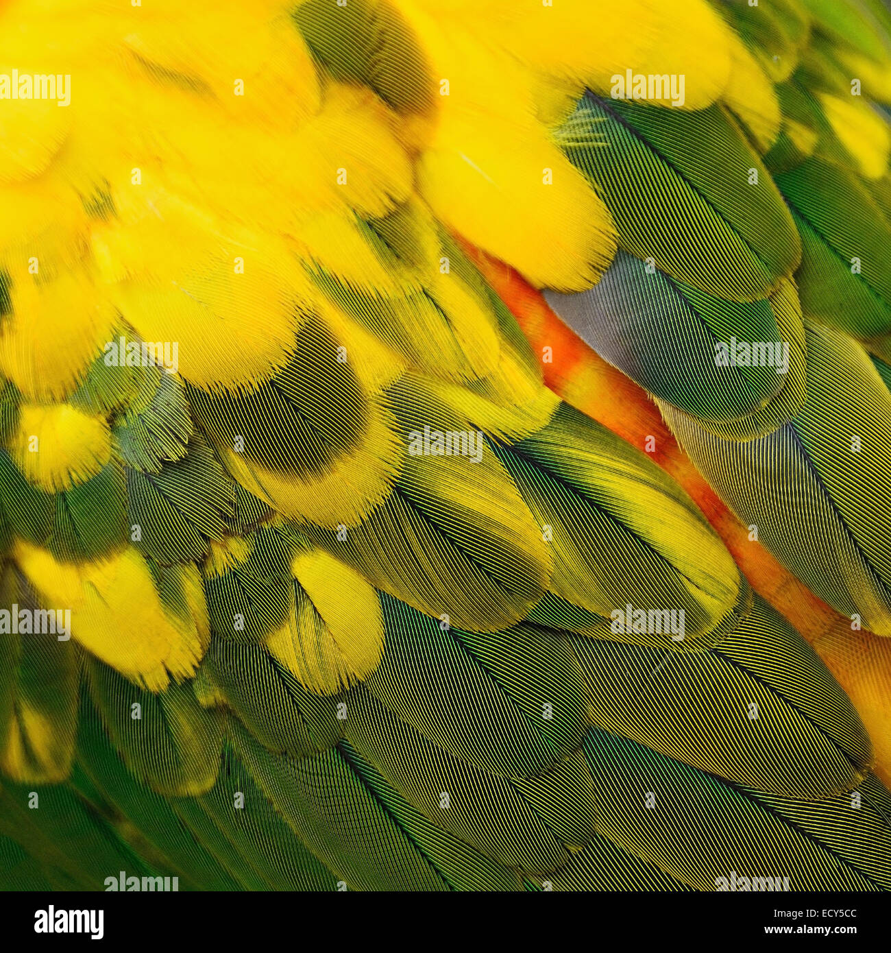 Colorate piume di uccelli, Sun Conure piume texture astratta di sfondo Foto Stock