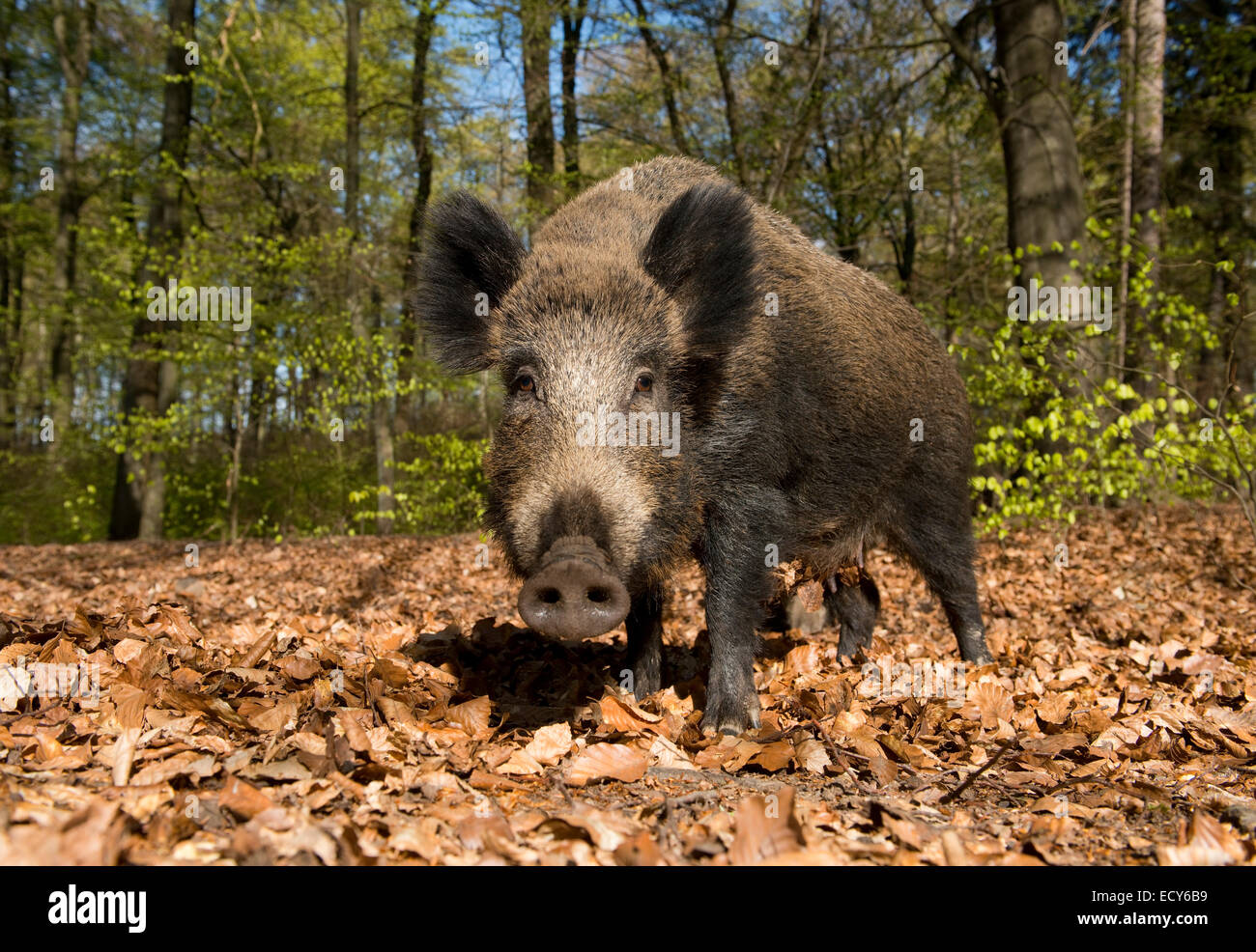 Il cinghiale (Sus scrofa), seminare in una foresta di primavera, captive, Nord Reno-Westfalia, Germania Foto Stock Il cinghiale (Sus scrofa), seminare in una foresta di primavera, captive, Nord Reno-Westfalia, Germania Foto Stock