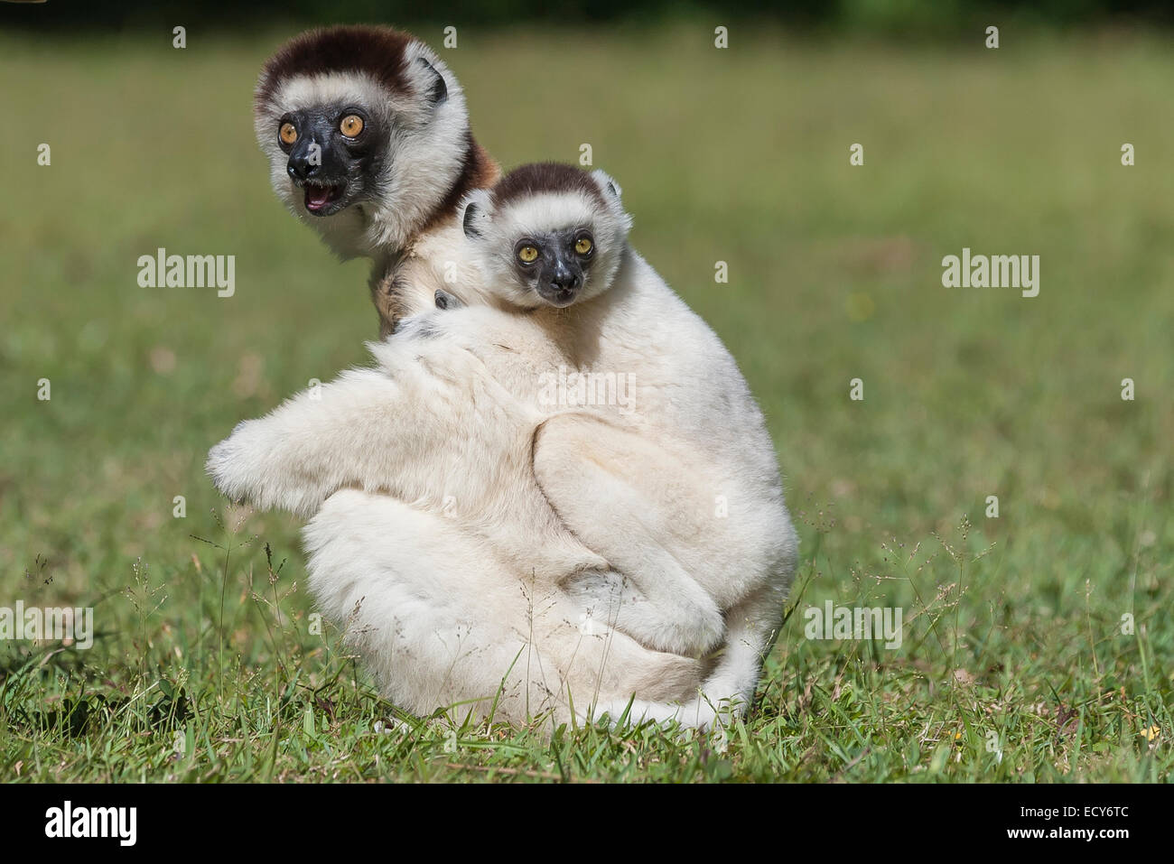 La Verreaux Sifaka (Propithecus verreauxi) madre con i giovani sulla sua schiena, Madagascar Foto Stock