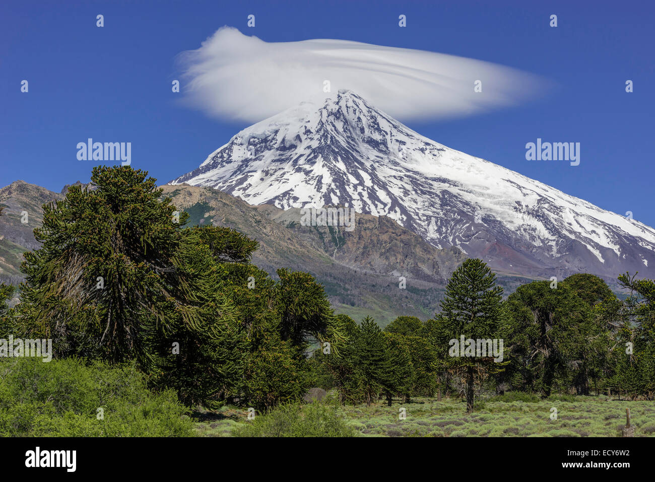 Vulcano Lanin e Monkey Puzzle Tree o Chilenian (Pino Araucaria araucana), Neuquén Provincia, Argentina Foto Stock