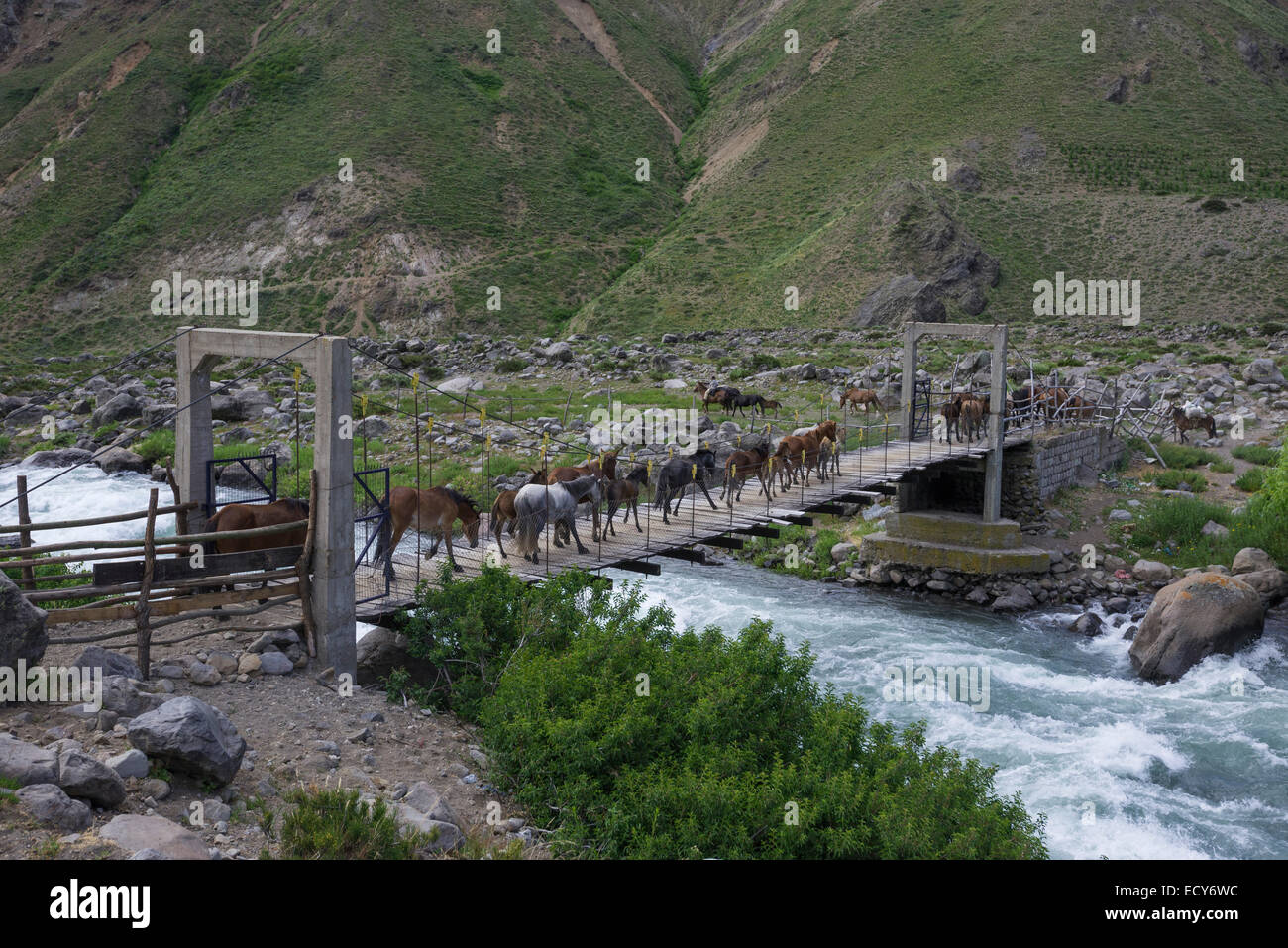 I cavalli sono azionati su un ponte di sospensione, Valle del Maule, san clemente, maule, Cile Foto Stock