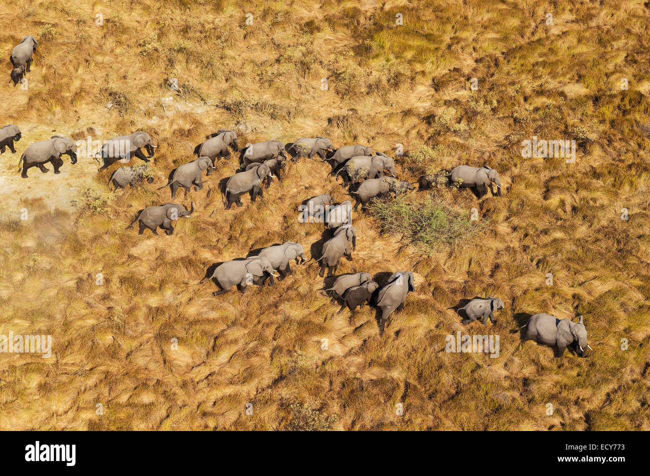 L'elefante africano (Loxodonta africana), allevamento allevamento, roaming vista aerea, Okavango Delta, Moremi Game Reserve, Botswana Foto Stock