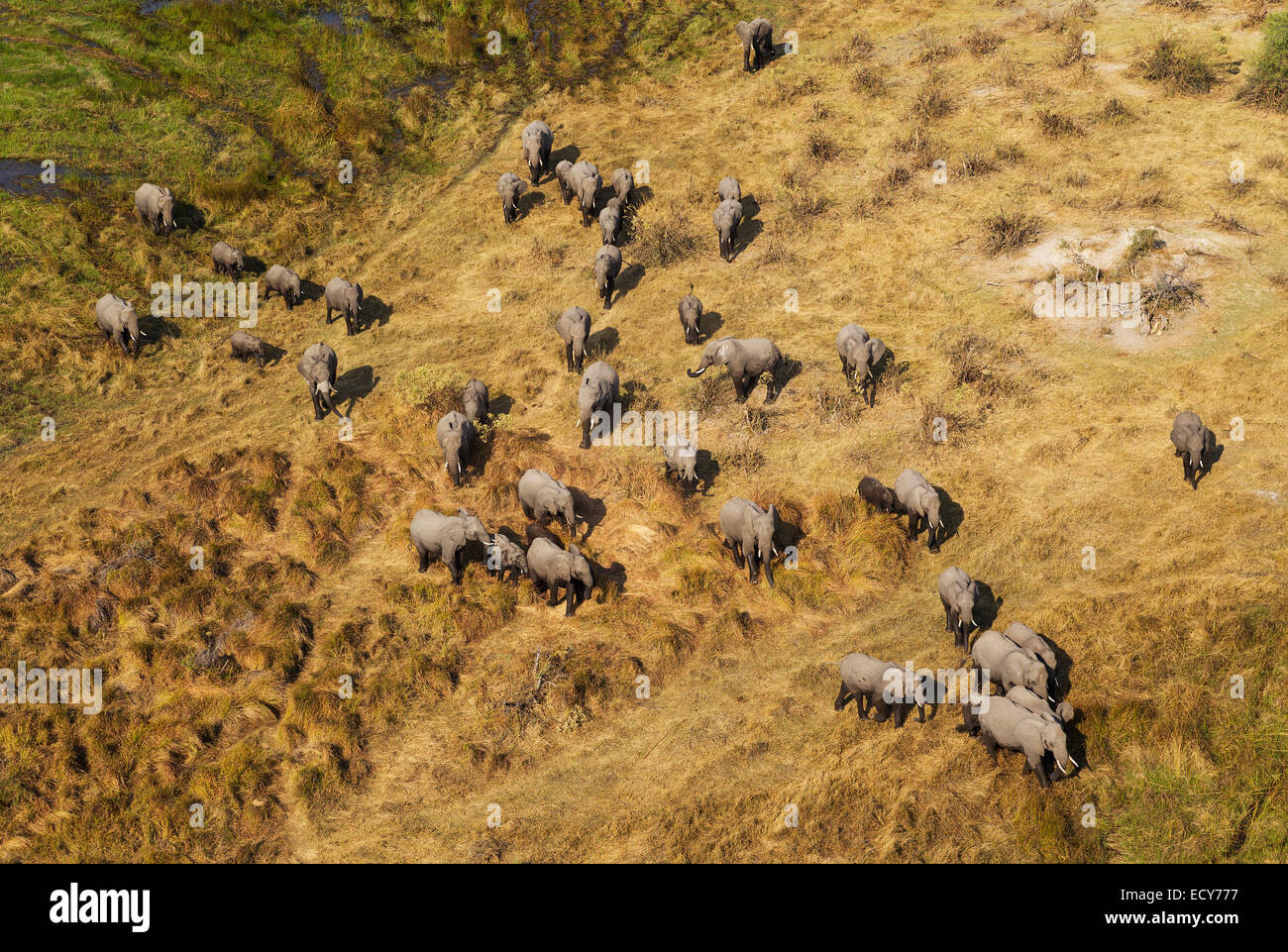 L'elefante africano (Loxodonta africana), allevamento allevamento, roaming vista aerea, Okavango Delta, Moremi Game Reserve, Botswana Foto Stock