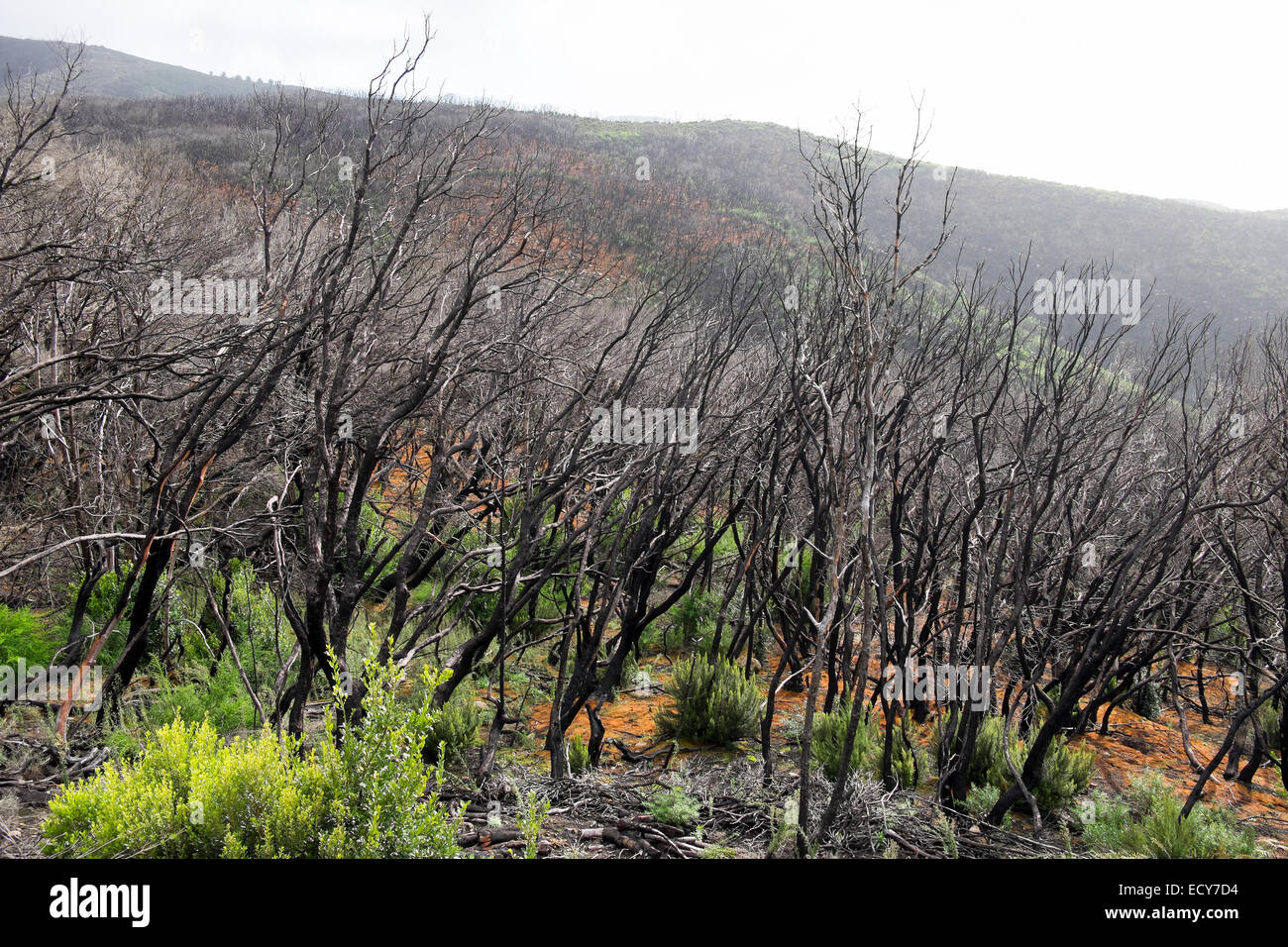 Carbonizzati foresta laurel, due anni dopo un incendio, Parco Nazionale di Garajonay, La Gomera, isole Canarie, Spagna Foto Stock