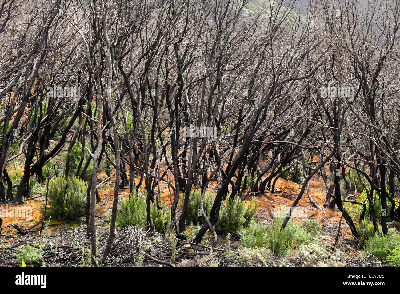 Carbonizzati foresta laurel, due anni dopo un incendio, Parco Nazionale di Garajonay, La Gomera, isole Canarie, Spagna Foto Stock