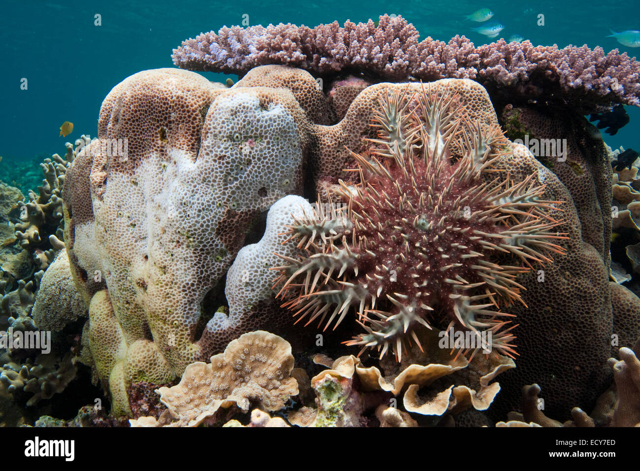 La corona di spine Starfish (Acanthaster planci) alimentazione su un suolo pietroso corallo, la Grande Barriera Corallina, Australia Foto Stock