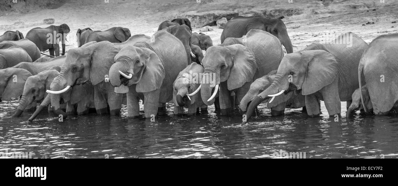 Elefante africano (Loxodonta africana) in piedi in una fila nel fiume di acqua potabile, in bianco e nero, Vista panoramica Foto Stock