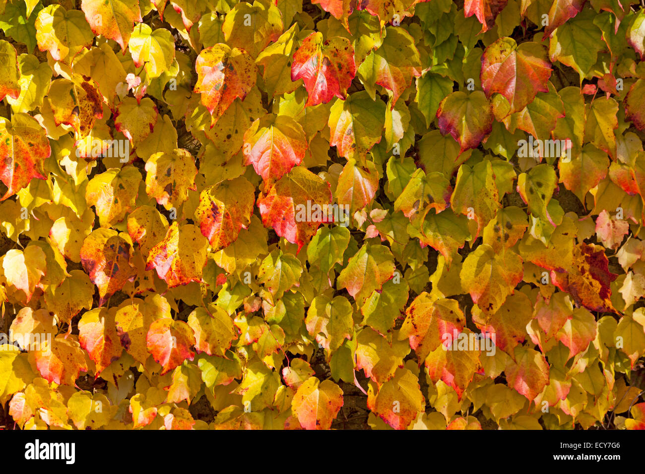 Vitigno (Vitis vinifera subsp. Sylvestris), foglie con fogliame autunnale Foto Stock