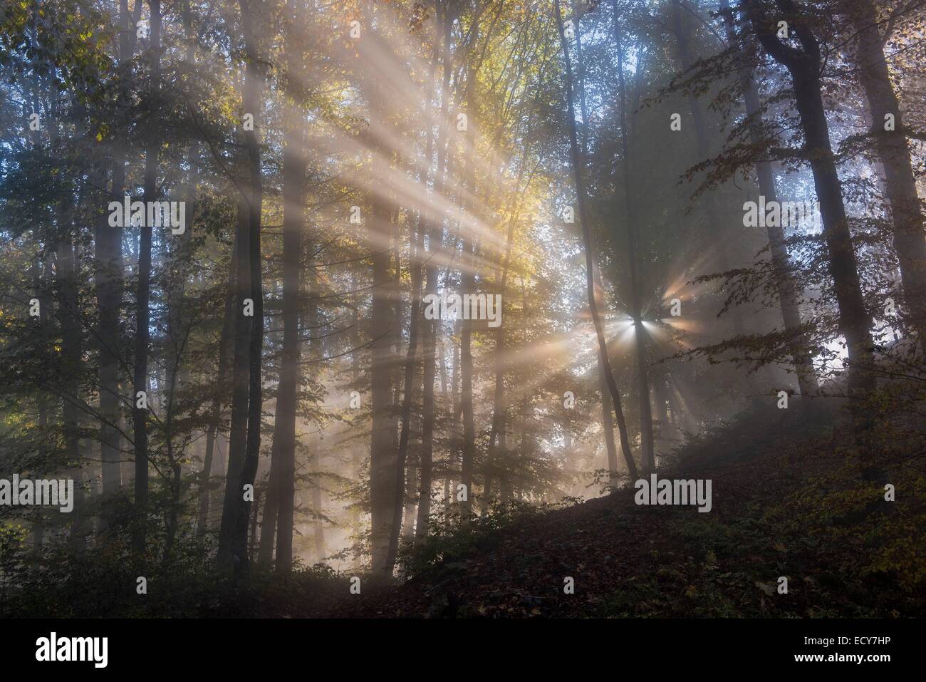 Raggi di sole nella nebbia di foreste di montagna, Danubio superiore Natura Park, Giura Svevo, Baden-Württemberg, Germania Foto Stock