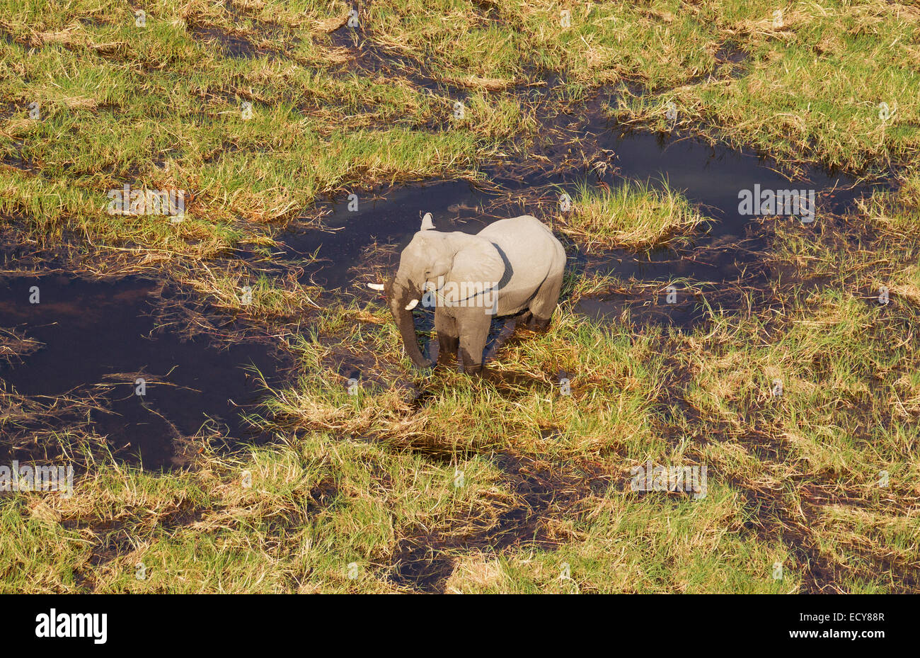 Elefante africano (Loxodonta africana), Bull in una palude di acqua dolce, vista aerea, Okavango Delta, Botswana Foto Stock
