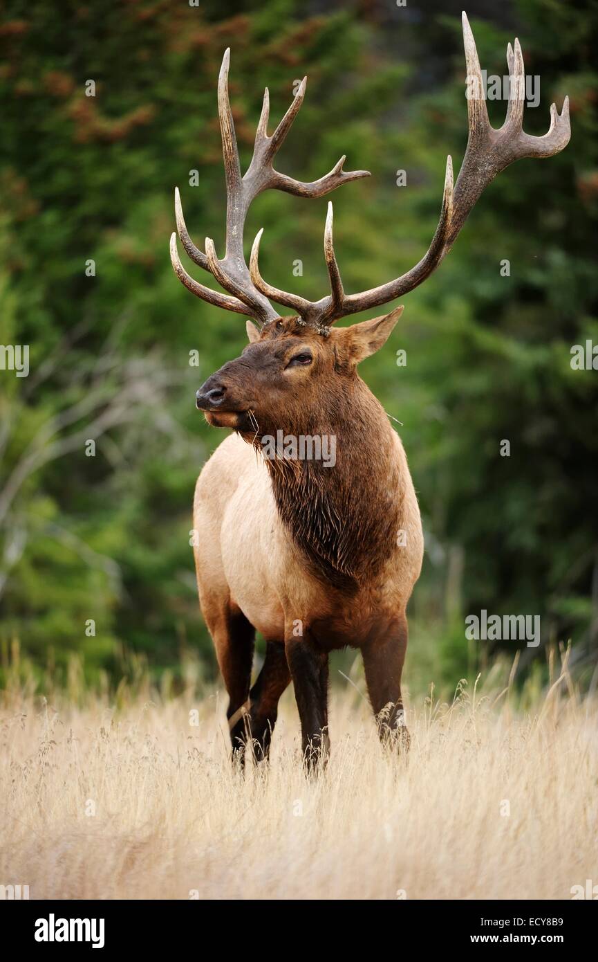 Elk (Cervus canadensis), il Parco Nazionale di Jasper, provincia di Alberta, Canada Foto Stock