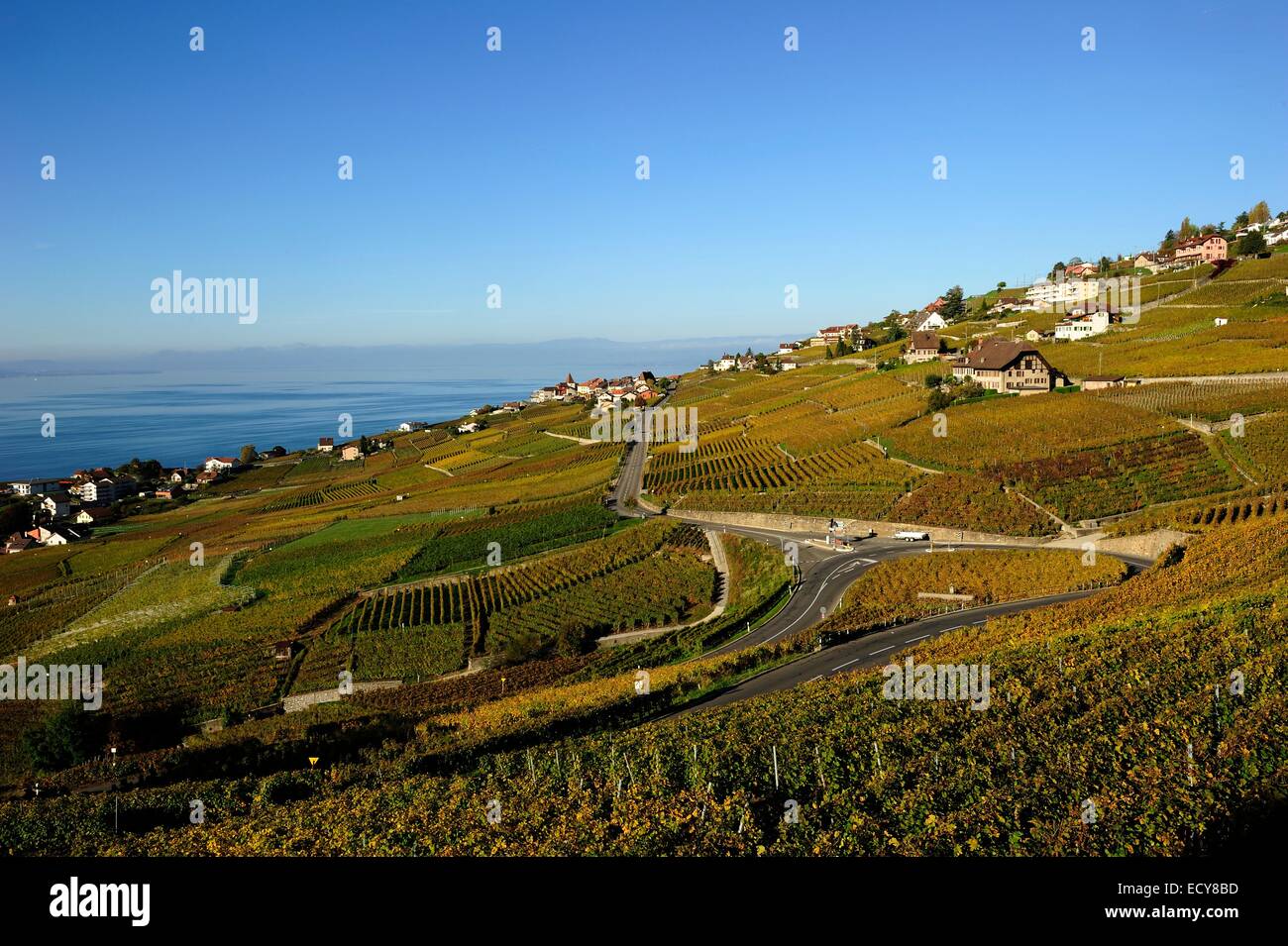 Il vigneto di Lavaux sul Lago di Ginevra, nel Cantone di Vaud, Svizzera Foto Stock