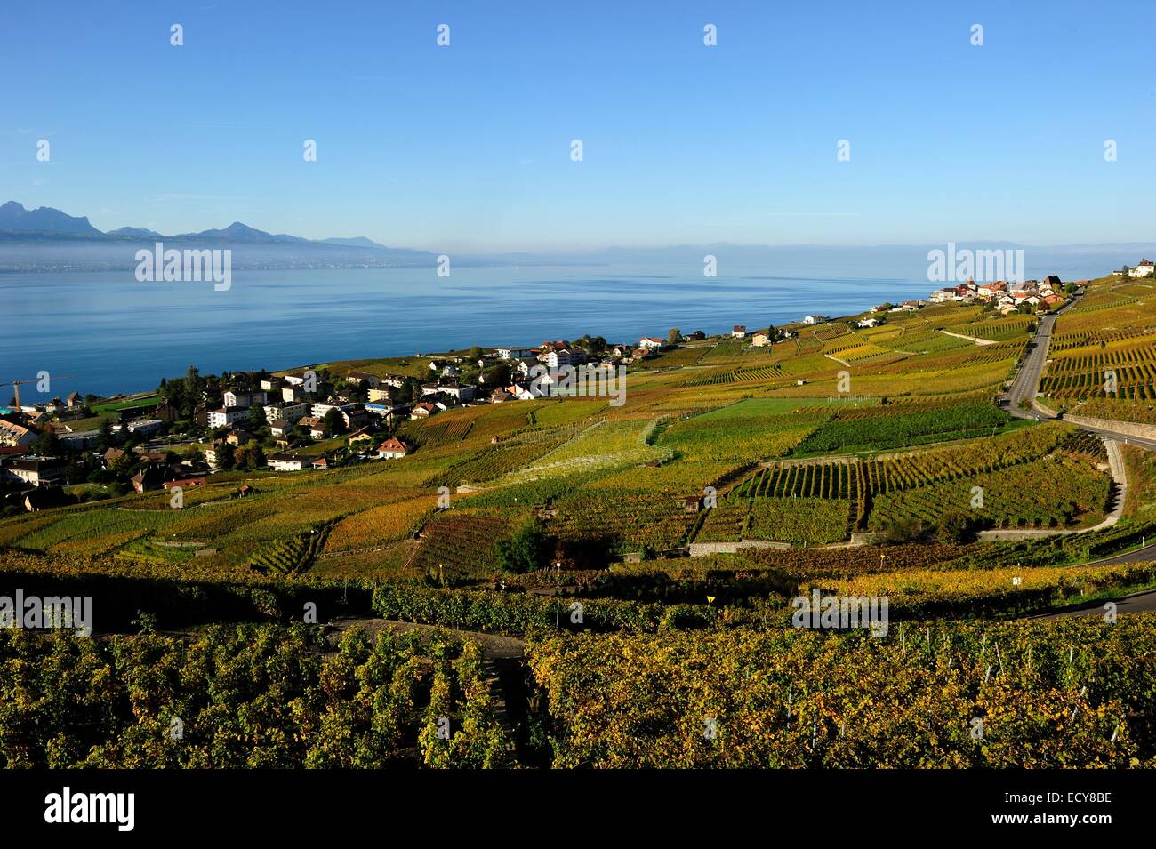 Il vigneto di Lavaux sul Lago di Ginevra, nel Cantone di Vaud, Svizzera Foto Stock